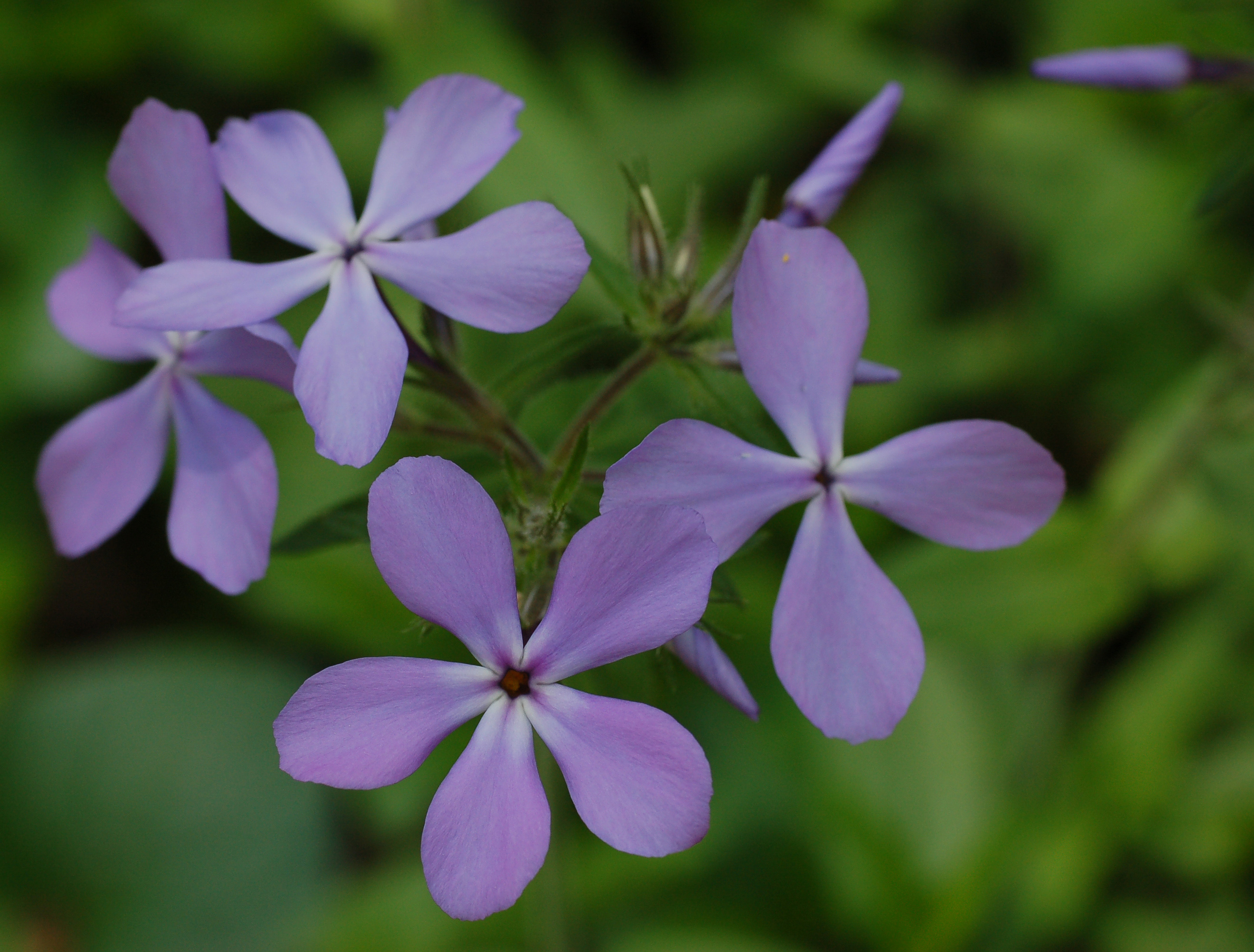 15 Plants to Add to Your Garden