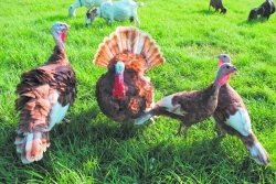 highTailfarms1 - Caption: - Credit: highTailfarms1